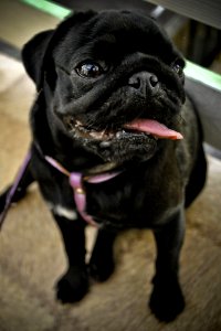 Pug Dog Dog Like Mammal Dog Breed