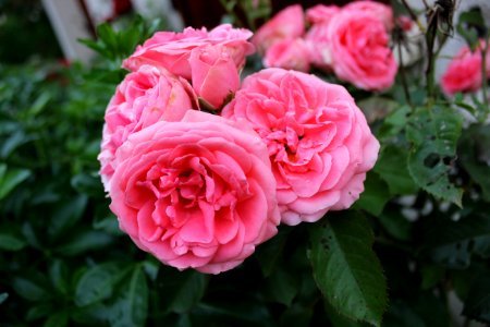 Rose Flower Rose Family Pink
