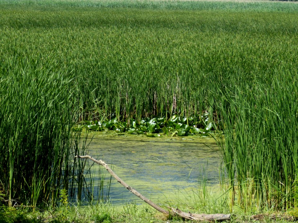 Vegetation Ecosystem Crop Wetland
