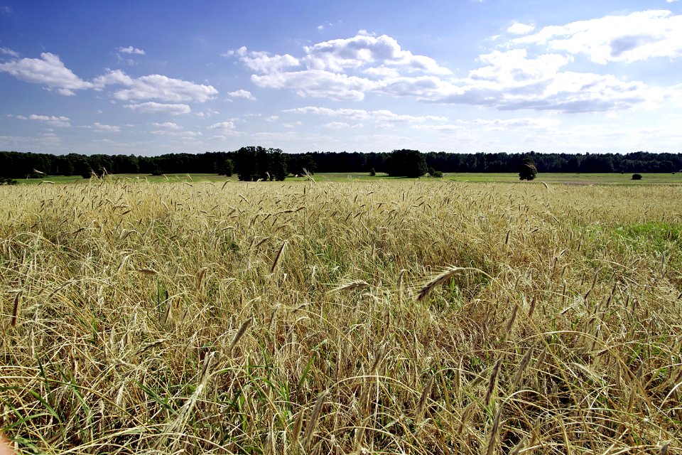 Field Crop Sky Ecosystem