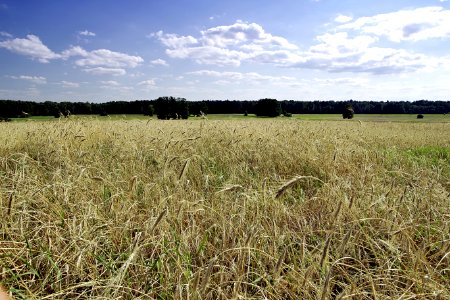 Field Crop Sky Ecosystem