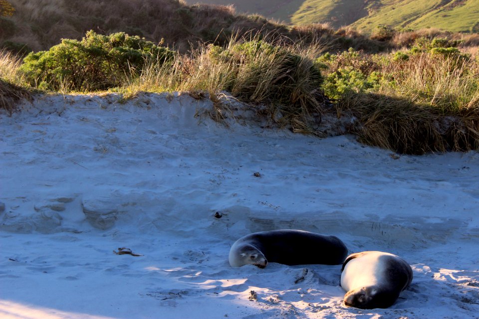 Fauna Wildlife Seals Grizzly Bear