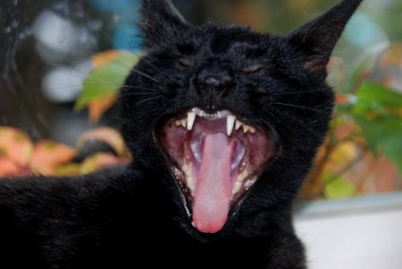Cat Black Cat Black Facial Expression photo