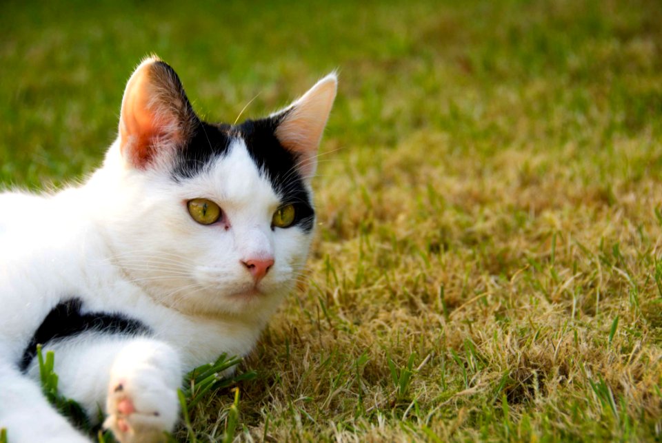 Cat Fauna Whiskers Small To Medium Sized Cats photo