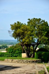 Tree Woody Plant Plant Sky photo