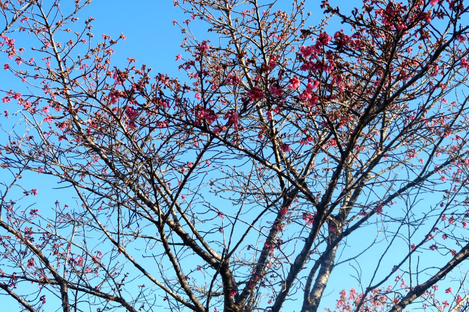 Branch Sky Tree Blossom