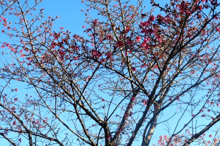 Branch Sky Tree Blossom
