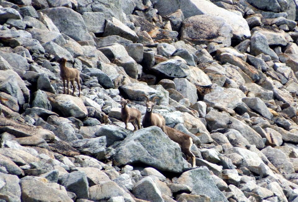 Rock Bedrock Boulder Geology photo