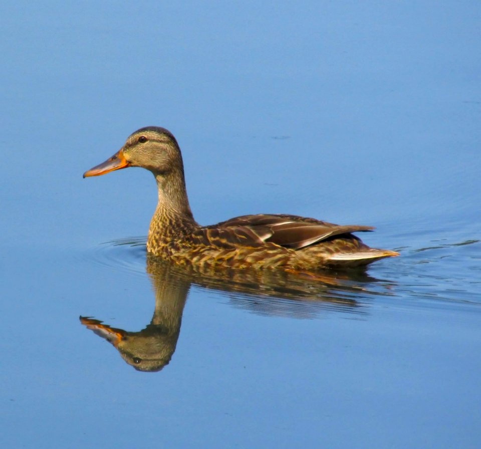 Bird Duck Water Bird Ducks Geese And Swans