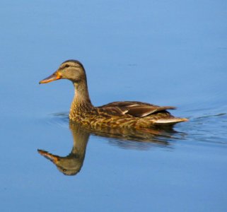 Bird Duck Water Bird Ducks Geese And Swans photo