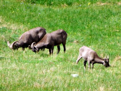 Pasture Wildlife Fauna Grazing