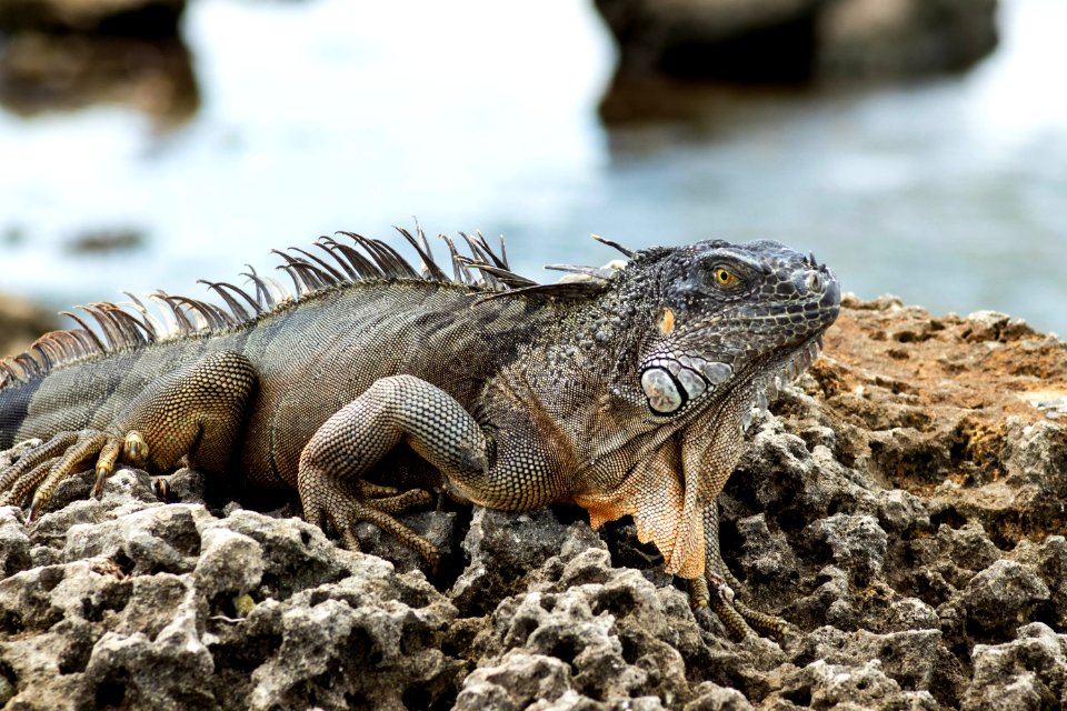 Iguana On Gray Rock