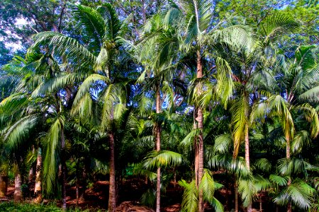 Coconut Trees photo