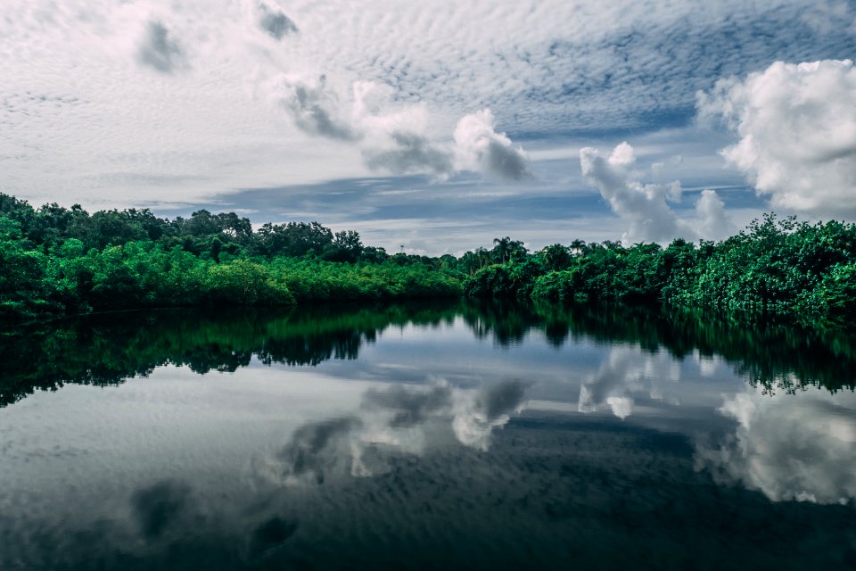Calm Body Of Water Near Tall Trees At Daytime