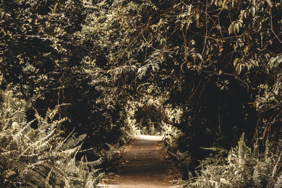 Silhouette Photography Of Tree Tunnel photo