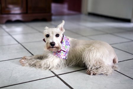 Long-coated Dog On White Floor Tiles photo