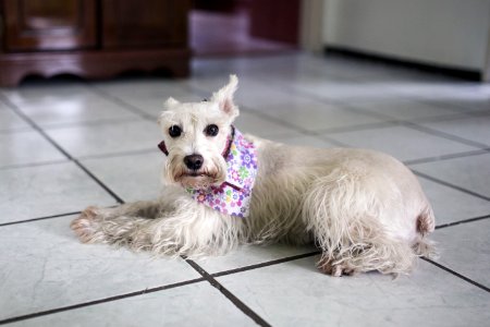 Long-coated Dog On White Floor Tiles