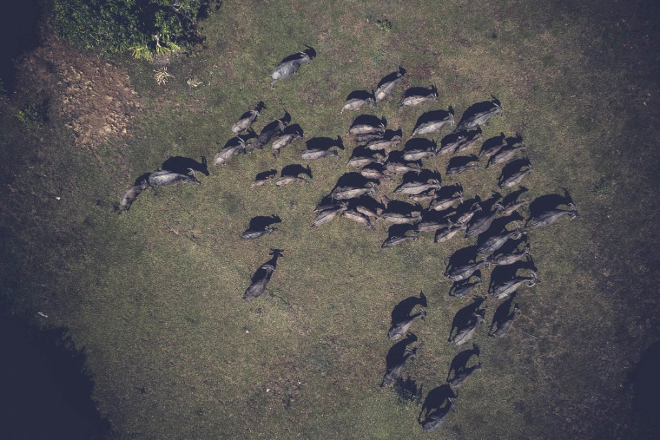 Aerial Shot Animals