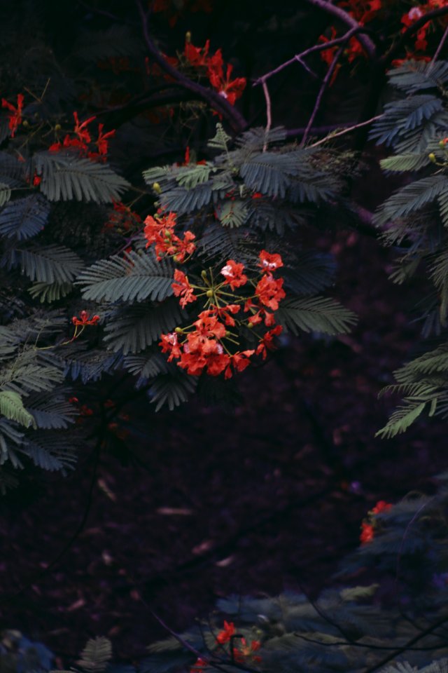 Shallow Focus Photography Of Red Flowers