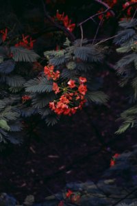 Shallow Focus Photography Of Red Flowers photo