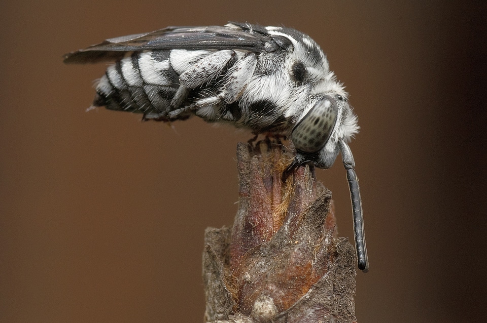 Cocoon black and white wings