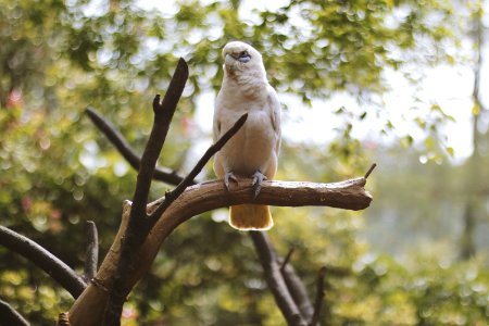 White Bird Stand On Branch Of Tree