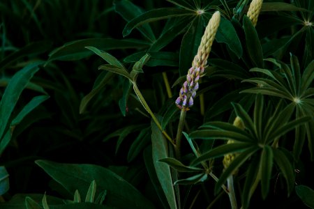 Yellow Flower And Green Leaf Plant