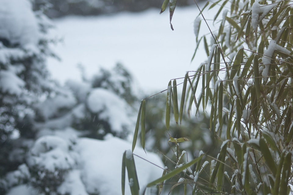 Snow bamboo in the snow white
