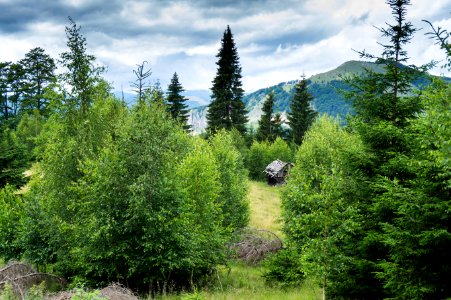Cabin In The Middle Of The Forest During Day