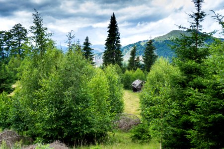 Cabin In The Middle Of The Forest During Day photo