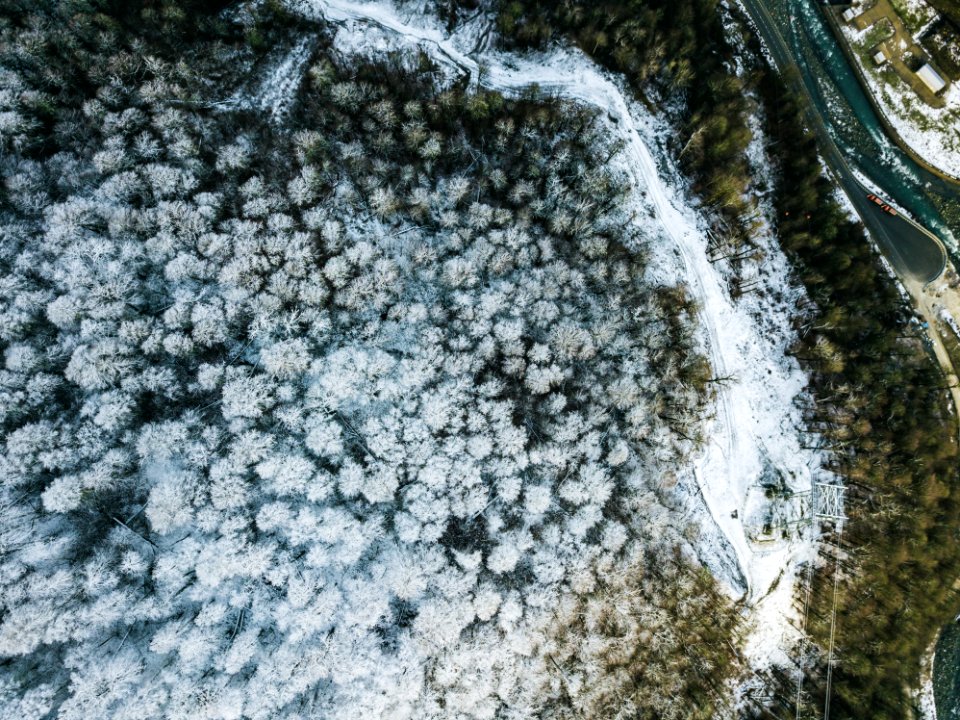 Aerial Shot Birds
