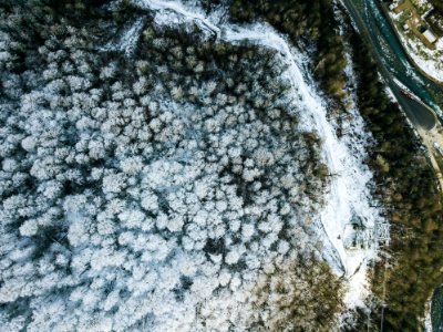 Aerial Shot Birds