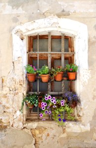 Flower Window Wall Floristry