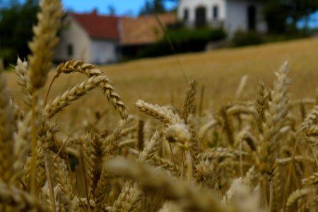 Wheat Food Grain Grass Family Rye