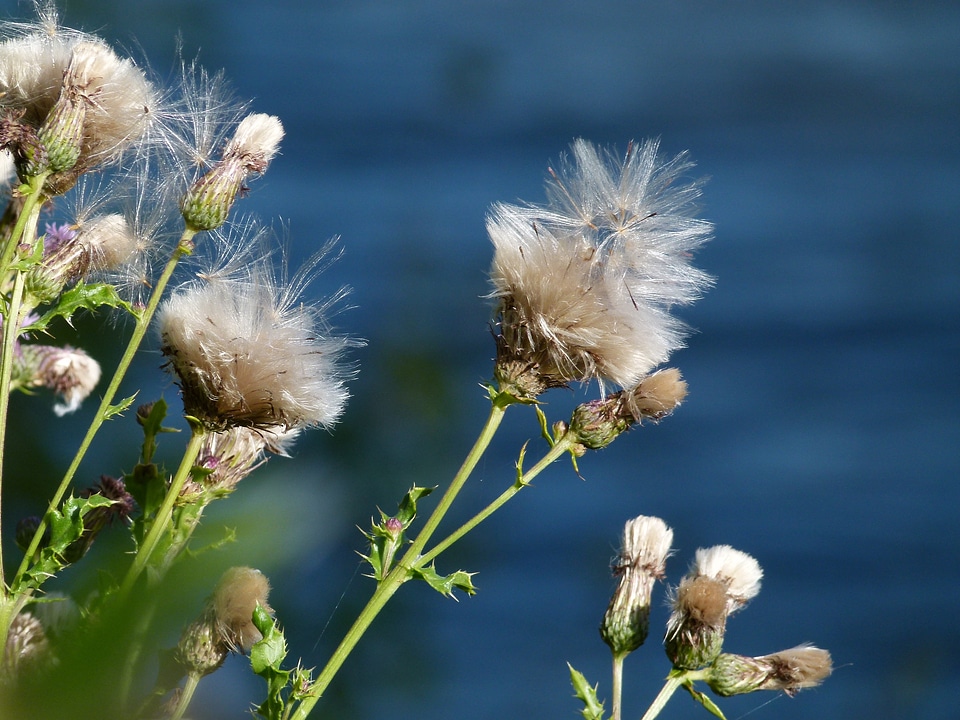 Ripe fruit wild flower meadow
