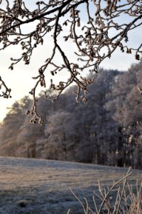 Branch Tree Frost Winter