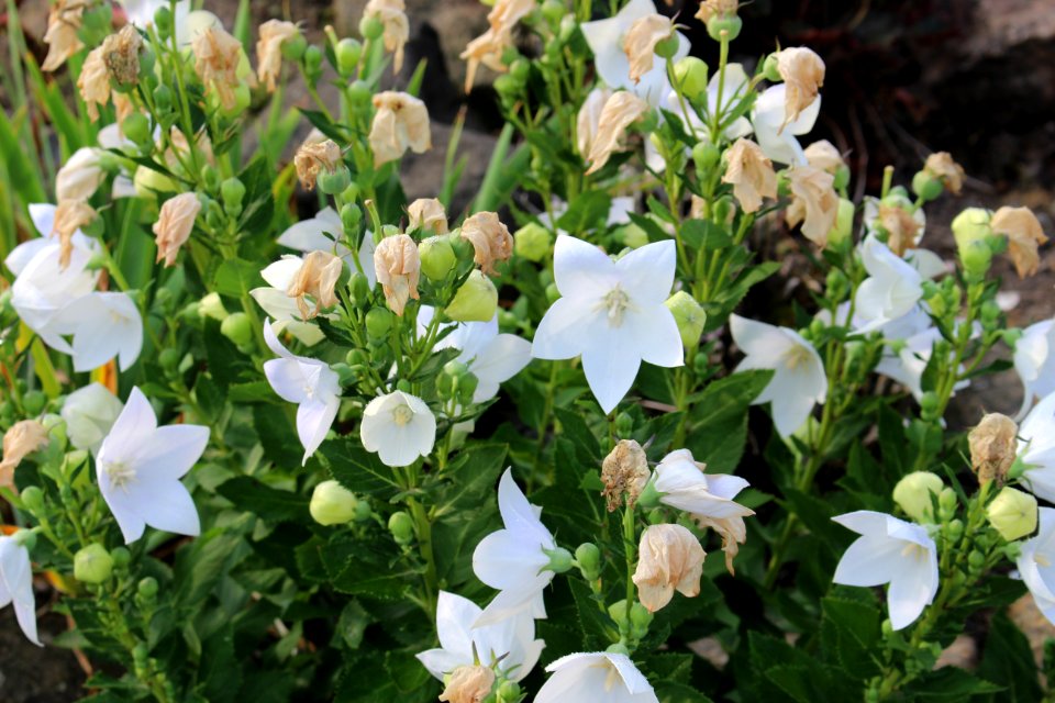 Plant Flower Flora Bellflower Family