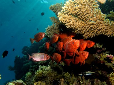 Coral Reef Ecosystem Reef Marine Biology
