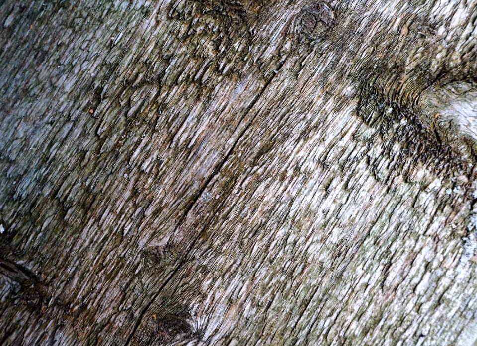 Wood Tree Trunk Bedrock