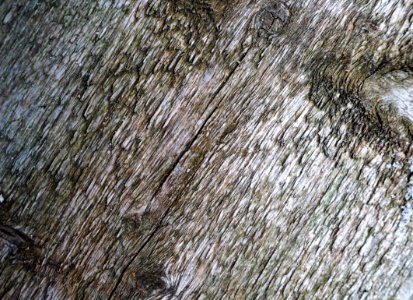 Wood Tree Trunk Bedrock photo