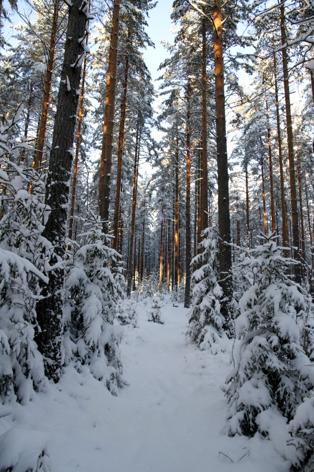 Snow Winter Ecosystem Tree