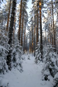 Snow Winter Ecosystem Tree photo