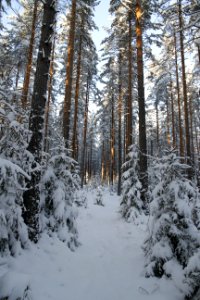 Snow Winter Ecosystem Tree