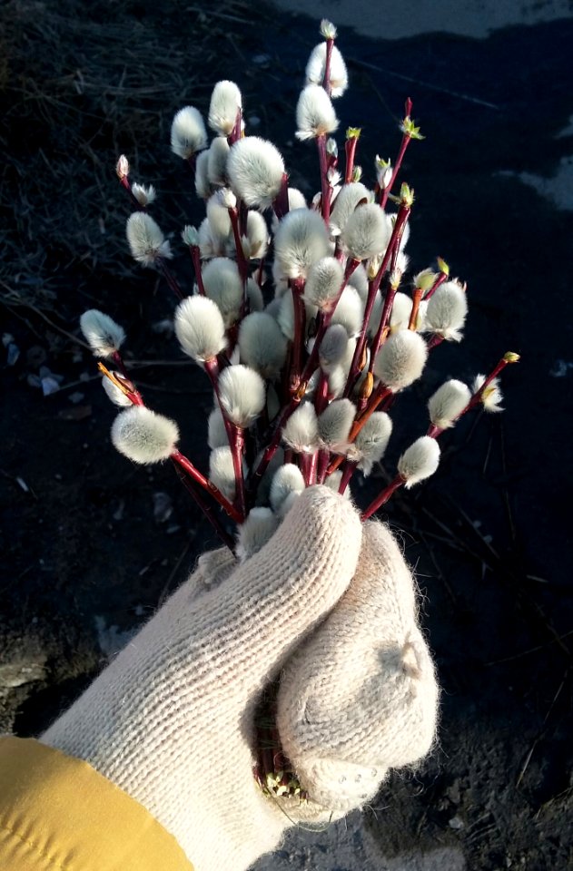 Plant Flower Spring Branch