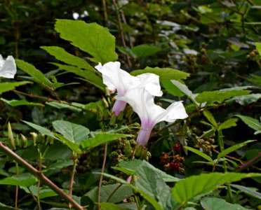 Plant Flower Flora Datura