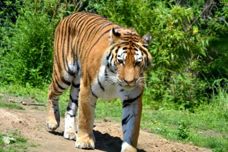 Tiger Wildlife Terrestrial Animal Mammal photo