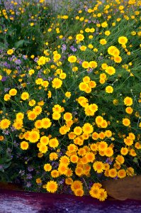 Flower Yellow Plant Wildflower