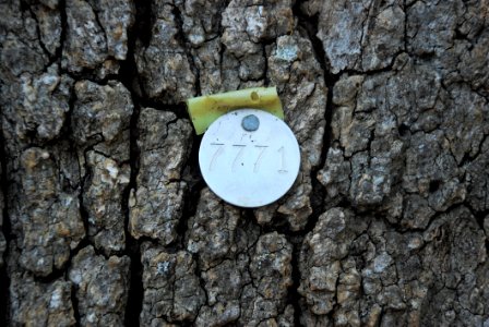 Tree Rock Soil Grass