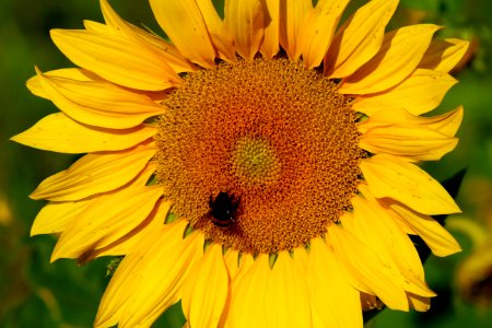 Flower Sunflower Yellow Honey Bee photo