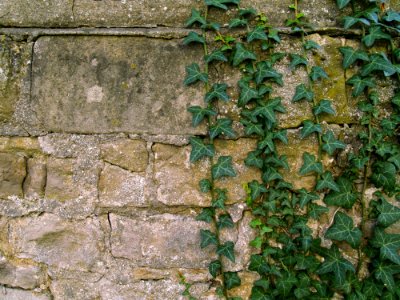 Wall Vegetation Stone Wall Ivy photo